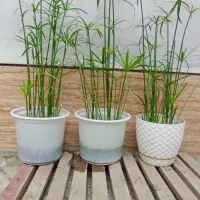 گل نخل مرداب قد۶۰فقط چندتامونده|گل و گیاه طبیعی|مشهد, پورسینا|دیوار