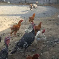 امپراطور و بوقلمون برنز سینه پهن|پرنده|قائمشهر, |دیوار