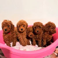 توله سگ توی پودل رد وارداتی ۷۰ روز|سگ|تهران, سعادت‌آباد|دیوار