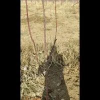 فروش 200  عدد نهال گیلاس دو ساله تکدانه