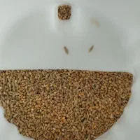 دانه کتان و ارزن