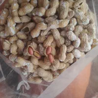 بادام زمینی غلافشور