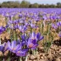 فروش زمین ۱۲ هزار متر واقع در شهر گلسار (ویست)|فروش زمین و ملک کلنگی|تهران, انبار نفت|دیوار
