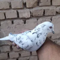 کبوتر پرشی ساعت بالا|پرنده|اردکان, |دیوار