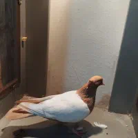 سینه کله هفت رنگ کاکلی خال کرباتی|پرنده|سبزوار, قصبه شرقی|دیوار