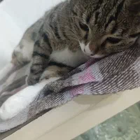 گربه واگذاری