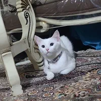 گربه وان ترکیش