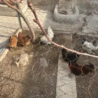 مرغ و‌خروس