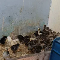 جوجه بوقلمون برنز|حیوانات مزرعه|همدان, |دیوار