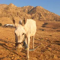 خر ماده جوان با کره خر ۶ ماهه