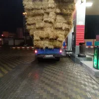 کاه برنج کاه جو یونجه علف|حیوانات مزرعه|حویق, |دیوار