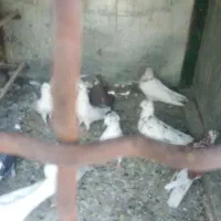 کبوتر پرشی