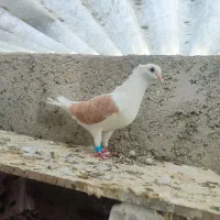 کبوتر عالی|پرنده|گنبد کاووس, |دیوار