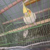 فروش یه جفت عروس هلندی بالغ لوتیتو سخنگو دستی