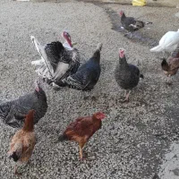 بوقلمون محلی|حیوانات مزرعه|بیلوار, |دیوار