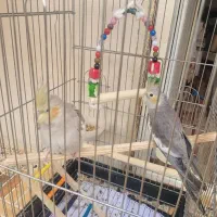 فروش عروس هلندی