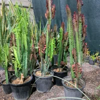 گل طبیعی|گل و گیاه طبیعی|رفسنجان, |دیوار