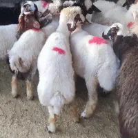 سوپر گوشت وقصابی کاور وشک پروار ترجگ کبابی چاق|خوردنی و آشامیدنی|سیوان, |دیوار