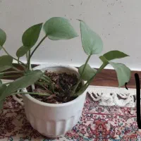 تعدادی گل طبیعی|گل و گیاه طبیعی|تهران, افسریه جنوبی|دیوار
