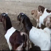 بزغاله تخمی
