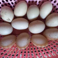 جوجه اردک اسرائیلی نیمچه و تخم اردک اسرائیلی|حیوانات مزرعه|رشت, فرزانه|دیوار