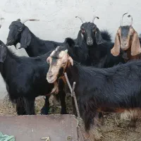 بز ‌|حیوانات مزرعه|طسوج, |دیوار