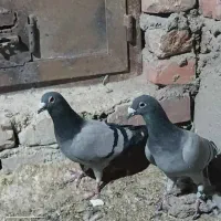 کبوتر نابلد همه نر