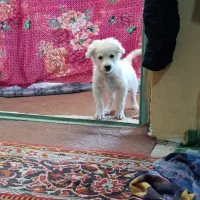 طوله خوشگل و زیبا قیمت مفت|سگ|توتکابن, |دیوار