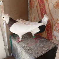 کبوتر تارشدن|پرنده|فارسان, |دیوار