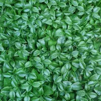 گرینوال دیوار سبز گرین وال