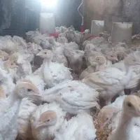 فروش جوجه بوقلمون