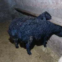 بره قوچ قره قزل|حیوانات مزرعه|بلبان آباد, |دیوار