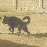 سگ ژرمن|سگ|کرج, مهرویلا جنوبی|دیوار