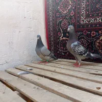 دوتا ماده پلاکی