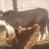 گوساله نر پلواری