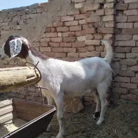 بز آبستن ۲ماهه