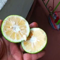 نارنج کوهپایه‌ای درجه یک محصول باغ خودمون