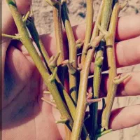 باغی|خدمات باغبانی و درختکاری|میان جلگه, |دیوار