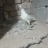 کفتر|پرنده|تربت جام, جامرود|دیوار