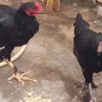 مرغ و خروس پاپر