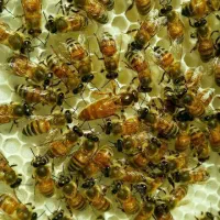 عسل کلی جزئی|خوردنی و آشامیدنی|مشهد, گلبرگ شمالی|دیوار