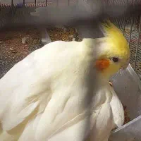 عروس هلندی گمشده