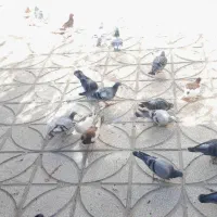 حراج کبوتر نر و ماده|پرنده|فردوس (خراسان), |دیوار