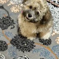 سگ شیتزو|سگ|اهواز, شهرک دانشگاه|دیوار