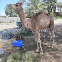 شترنریک‌ساله‌پاکستانی۱۳۹ملیون