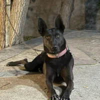 یک جفت توله نر و ماده مالینویز|سگ|مشهد, شهرک صنعتی توس|دیوار