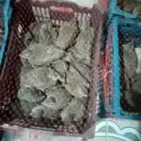 فروش جوجه 50 روزه