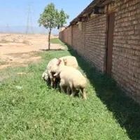 فروش ۲راس میش جوان بردار برها درشت