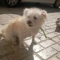 سگ نژاد میکس پامر روباهی و شیتزو|سگ|کاشمر, |دیوار