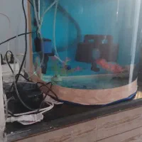 آکواریوم شیشه خم|ماهی|کرمانشاه, |دیوار